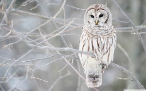 Snow Owl