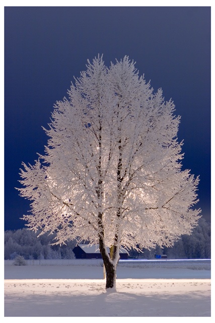 Snow Tree