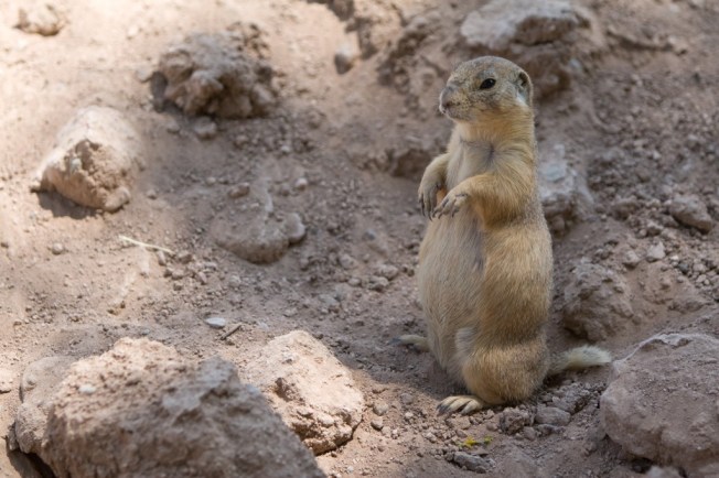 Prairie-Dog