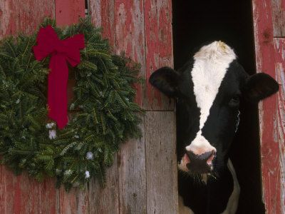Xmas Cow